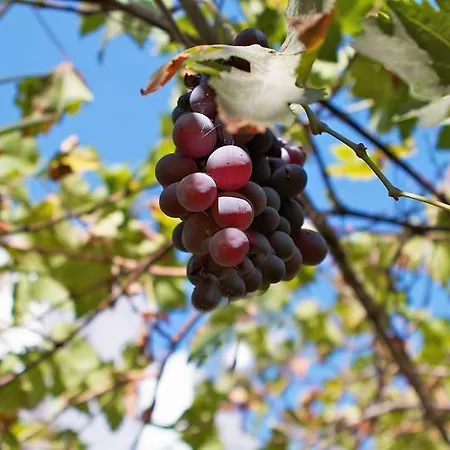 Paris Gasthuis Port de Pollença